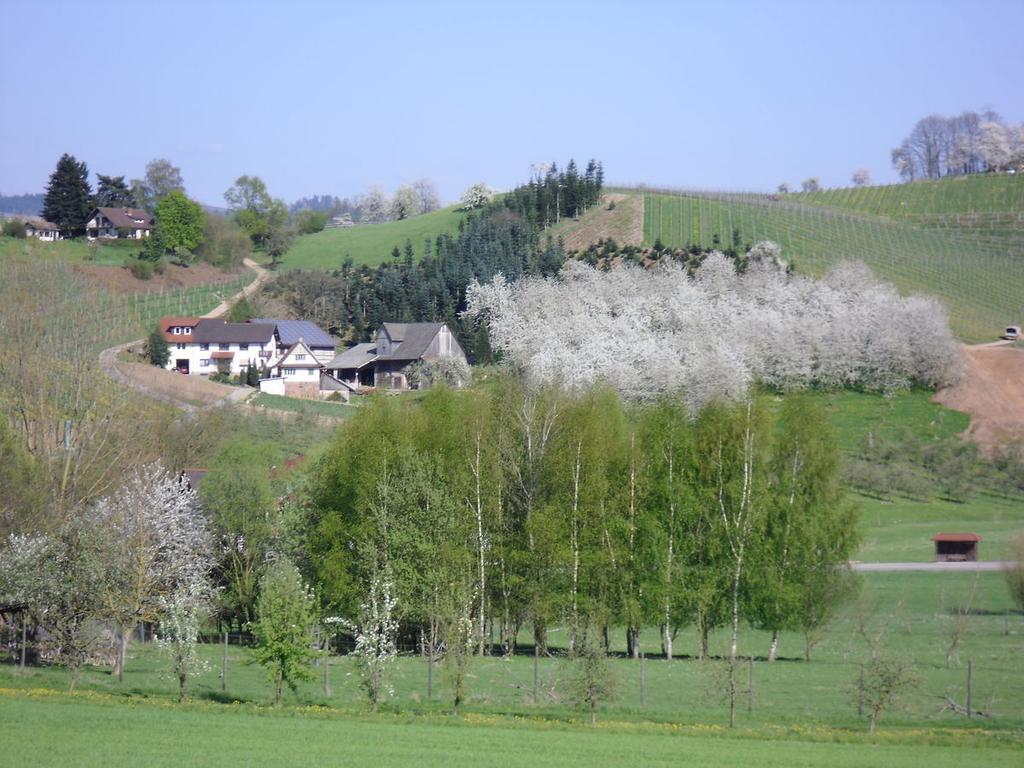 Ferienwohnung Am Weinberg Oberkirch  Exteriér fotografie